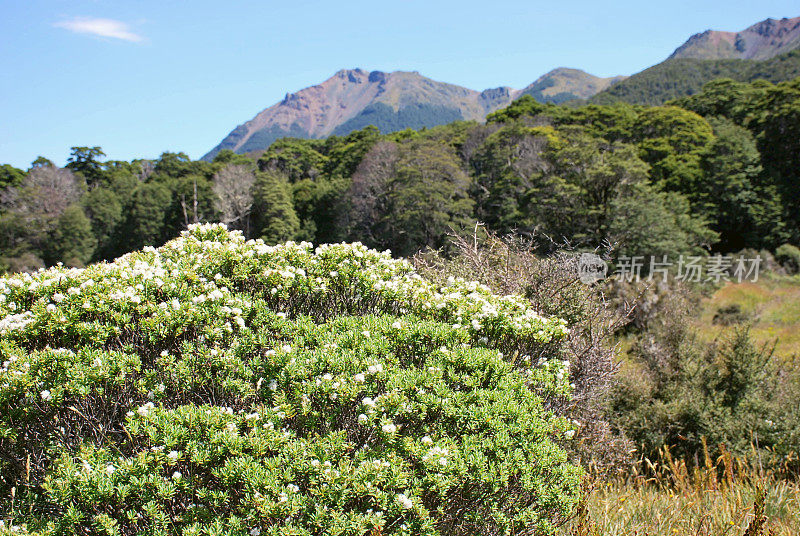 Hebe Bush, Cobb Valley, Kahurangi国家公园，新西兰